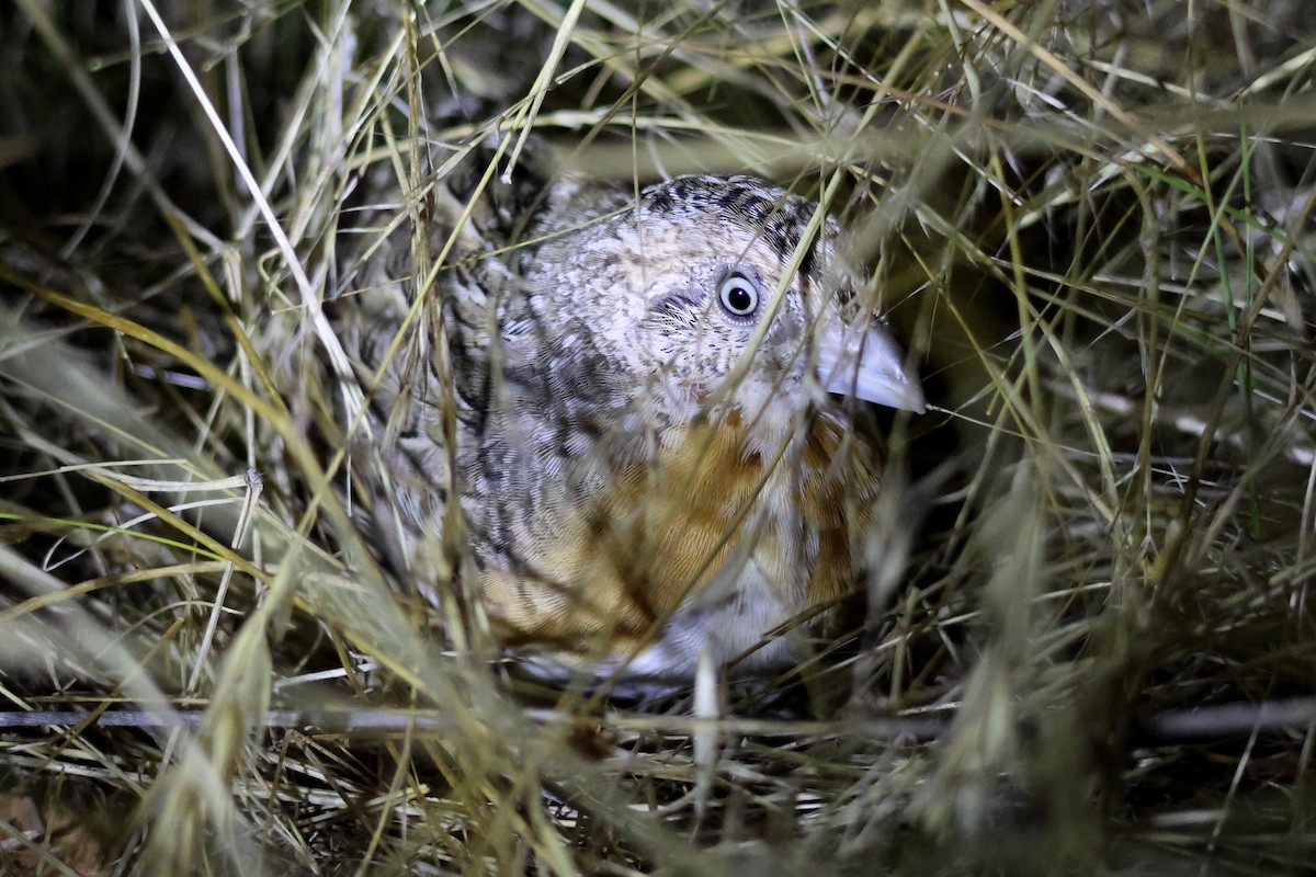 Red-chested Buttonquail - Marian W