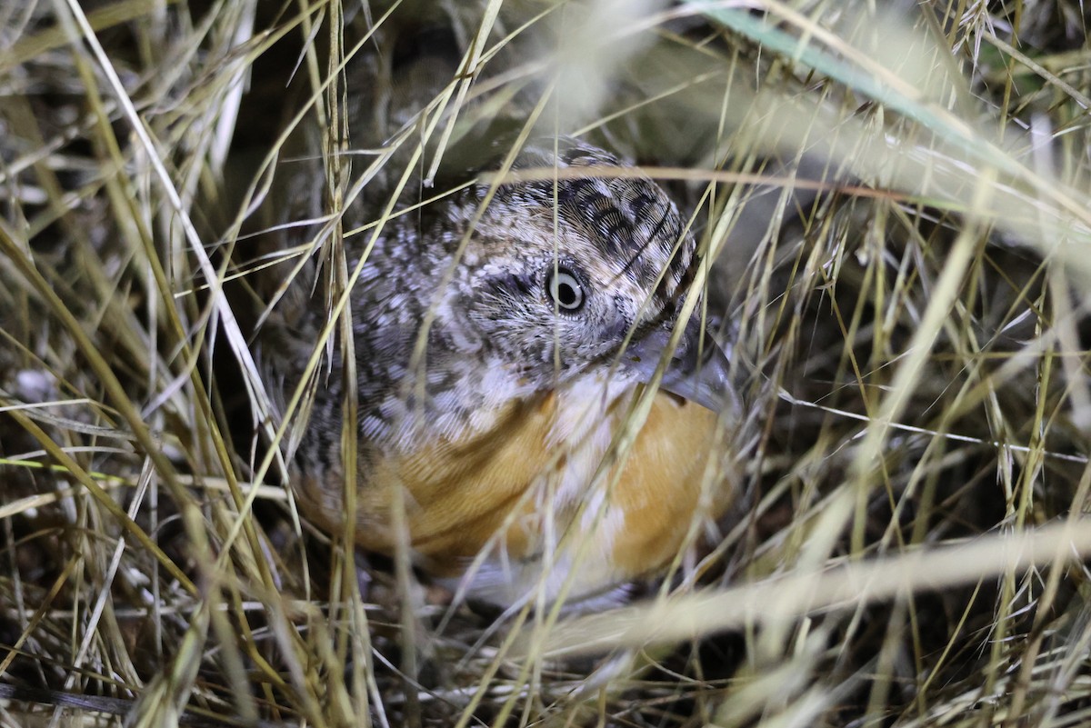 Red-chested Buttonquail - Marian W