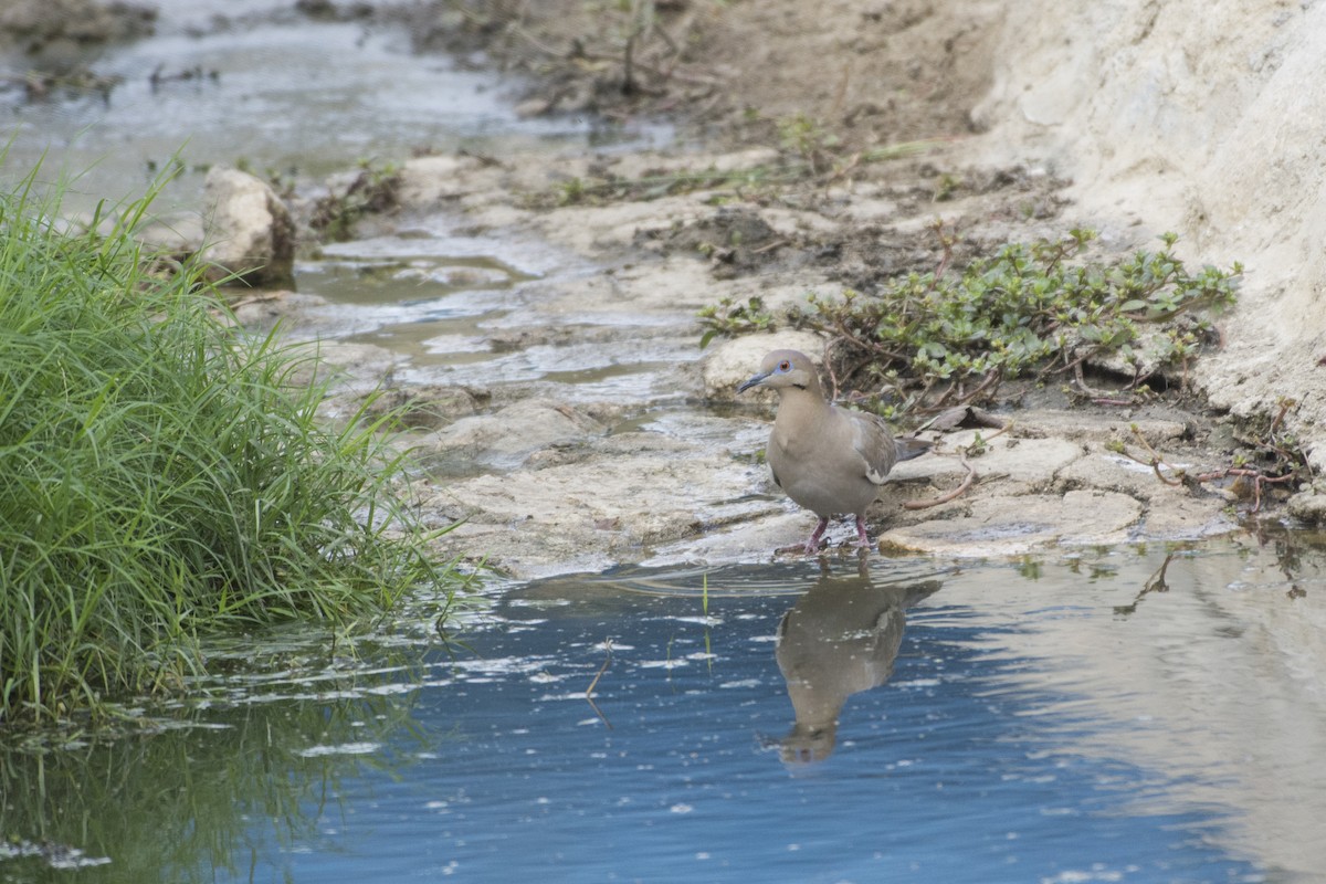 White-winged Dove - ML518331161