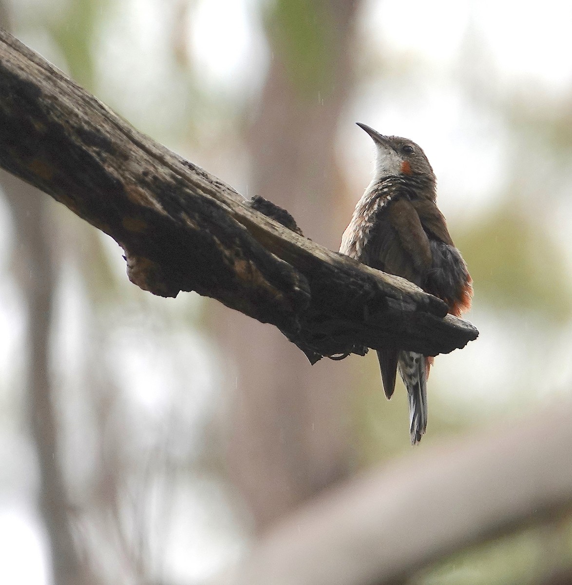 White-throated Treecreeper - ML518331651