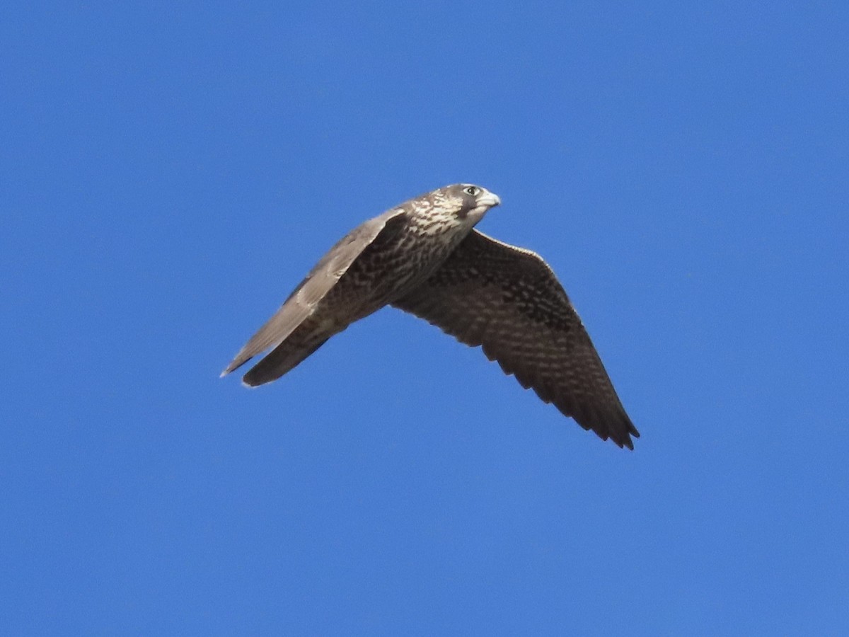 Peregrine Falcon - Elias Markee-Ratner