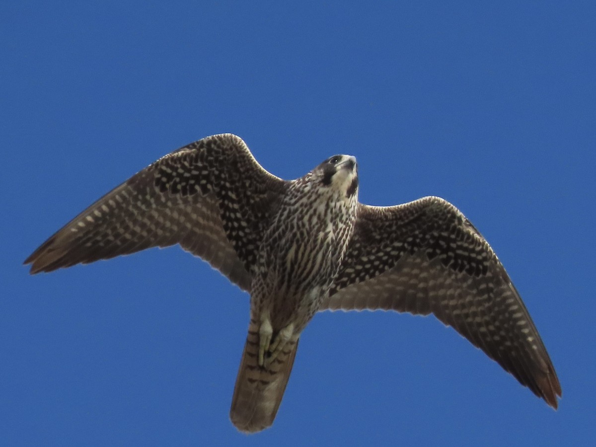 Peregrine Falcon - Elias Markee-Ratner