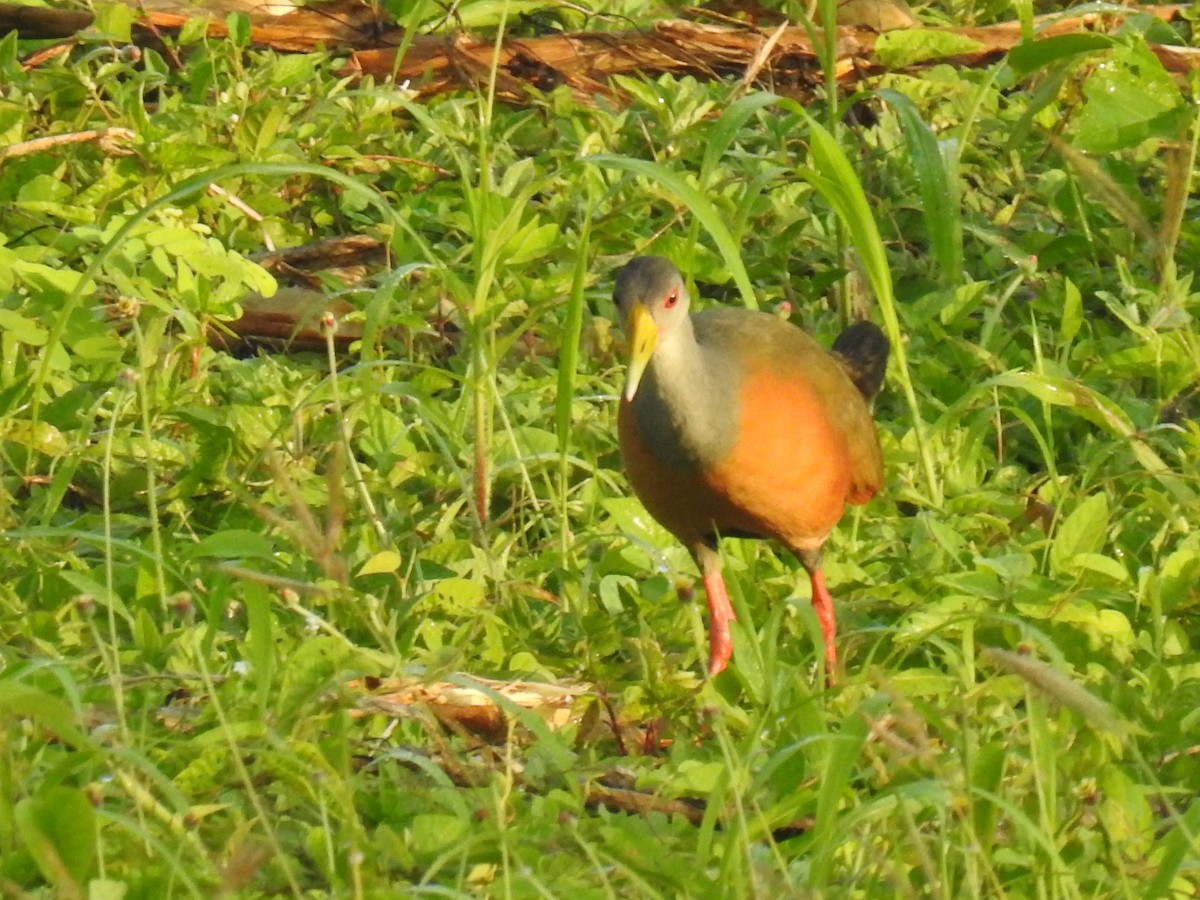 Gray-cowled Wood-Rail - ML518332261