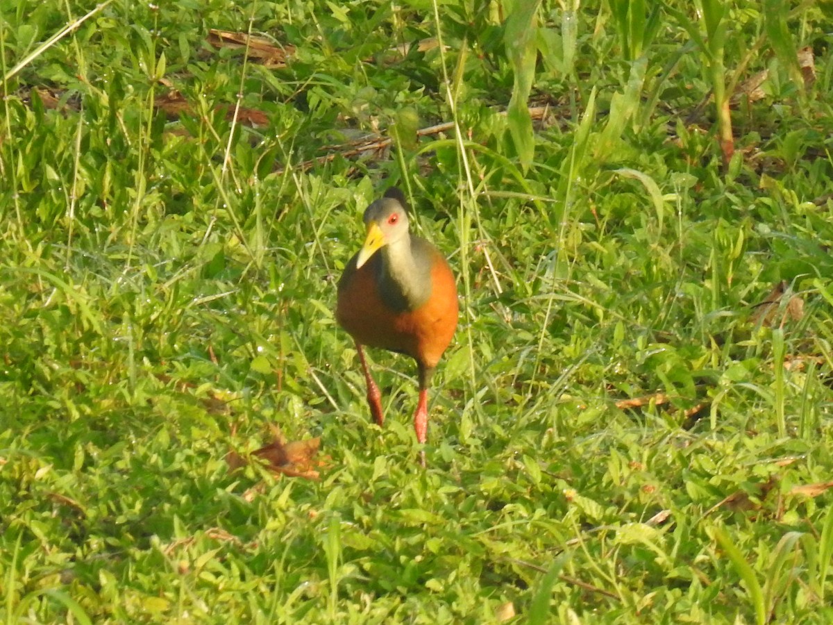 Gray-cowled Wood-Rail - ML518332271