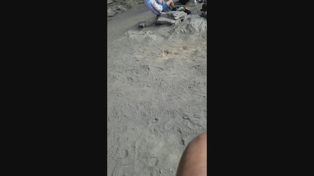 Piquituerto Común (tipo 1) - ML518332571