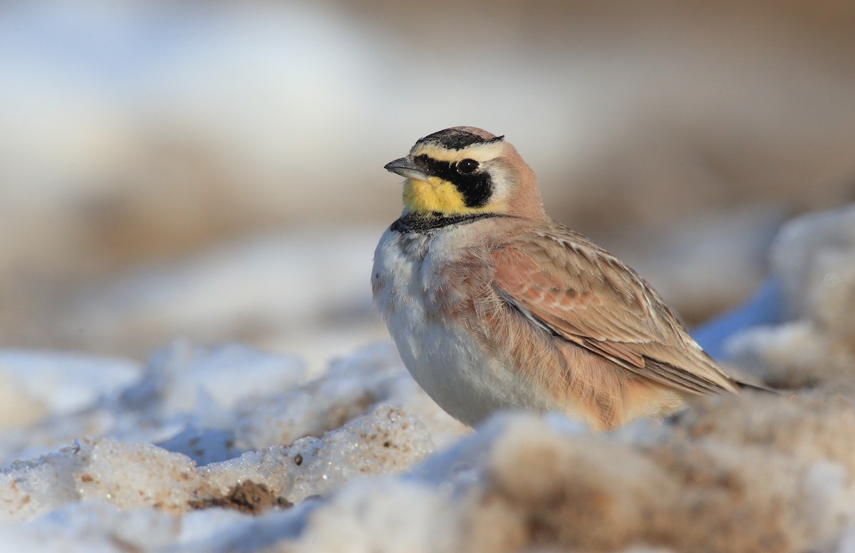 Horned Lark - County Lister Brendan