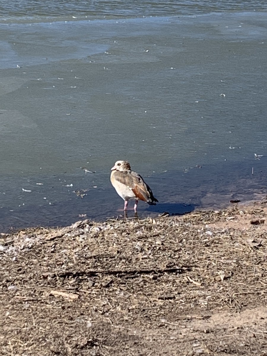 Egyptian Goose - ML518332821