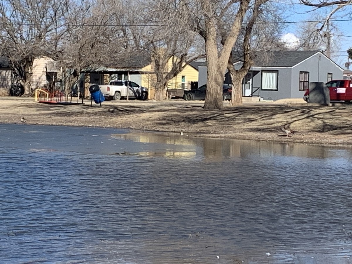 Egyptian Goose - ML518332841