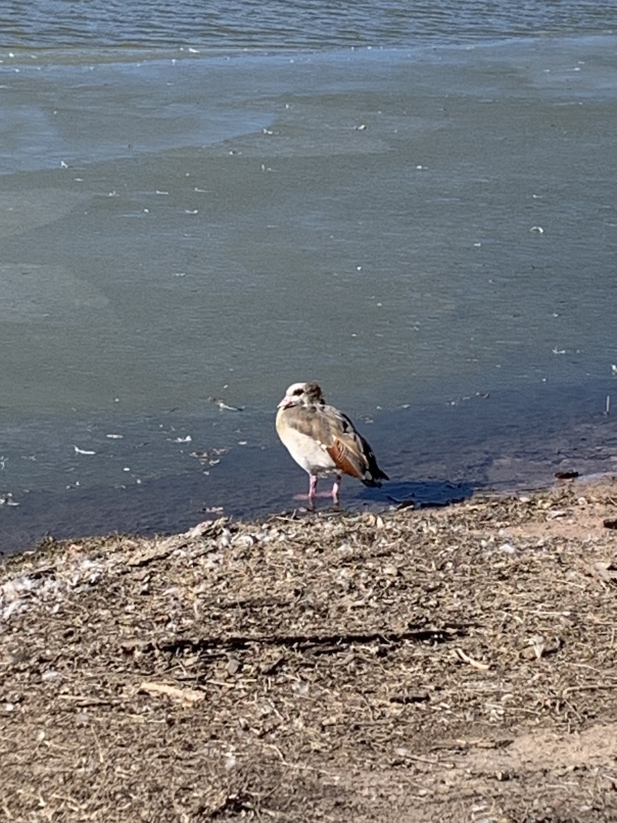 Egyptian Goose - ML518332851