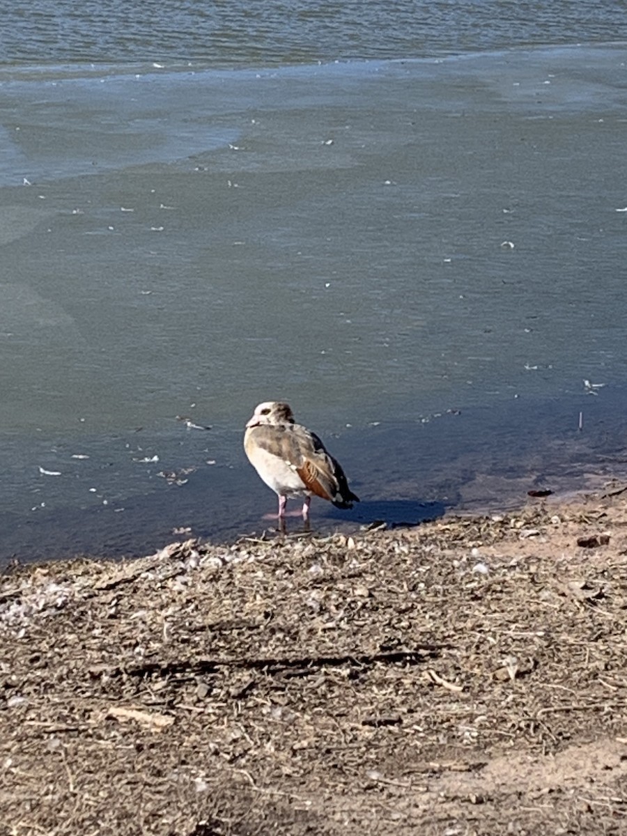 Egyptian Goose - ML518332861