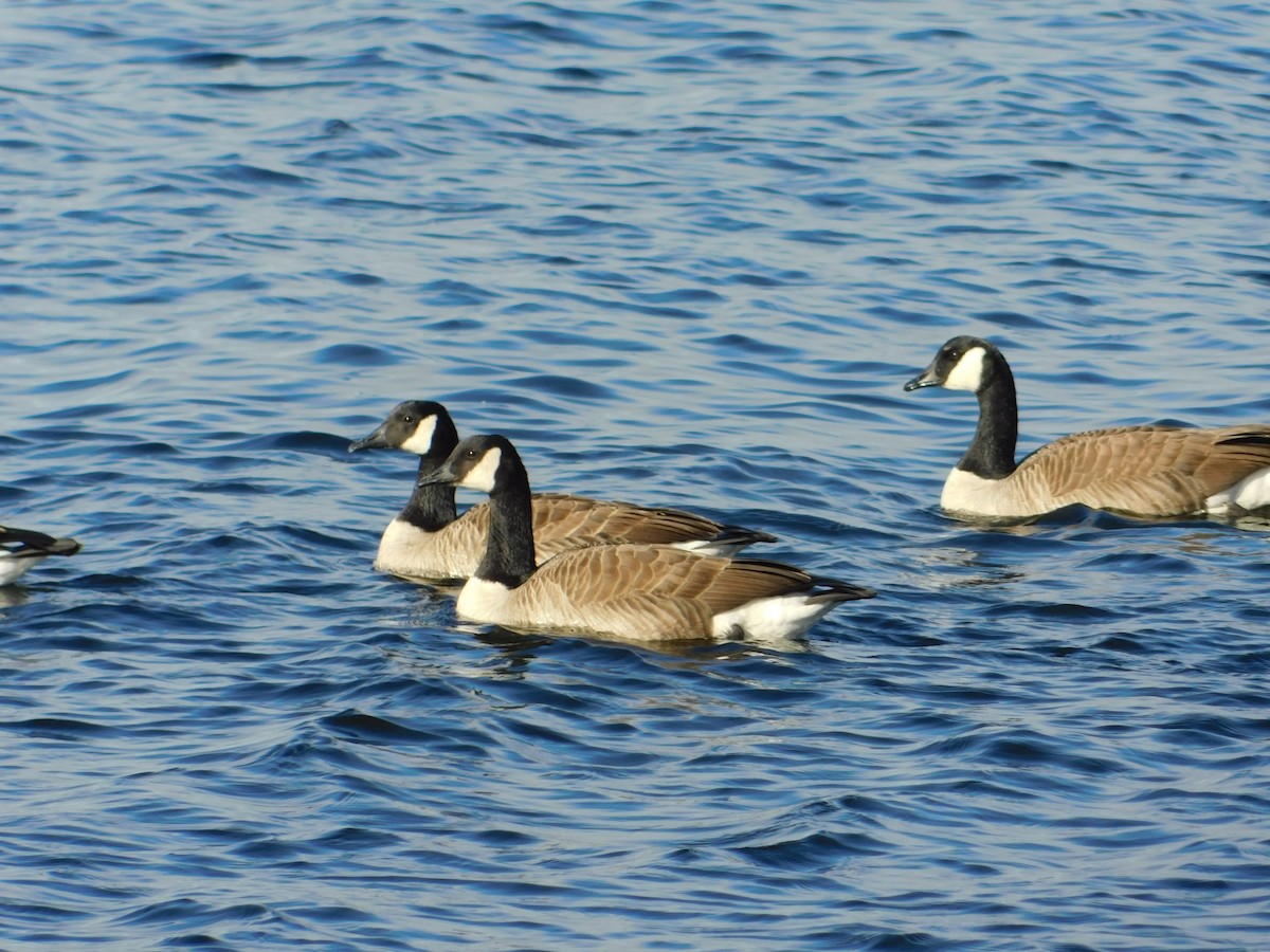 Canada Goose - Meeting Place Group