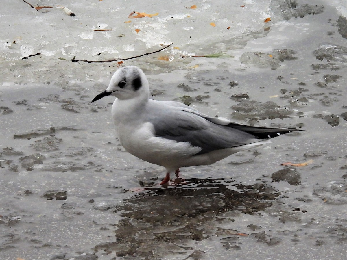 Bonaparte's Gull - ML518333881