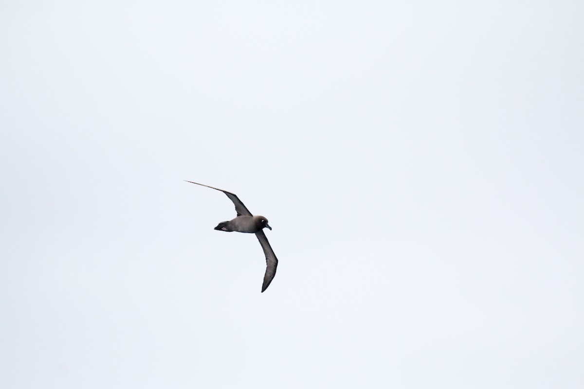 Light-mantled Albatross - Philipp Boersch-Supan