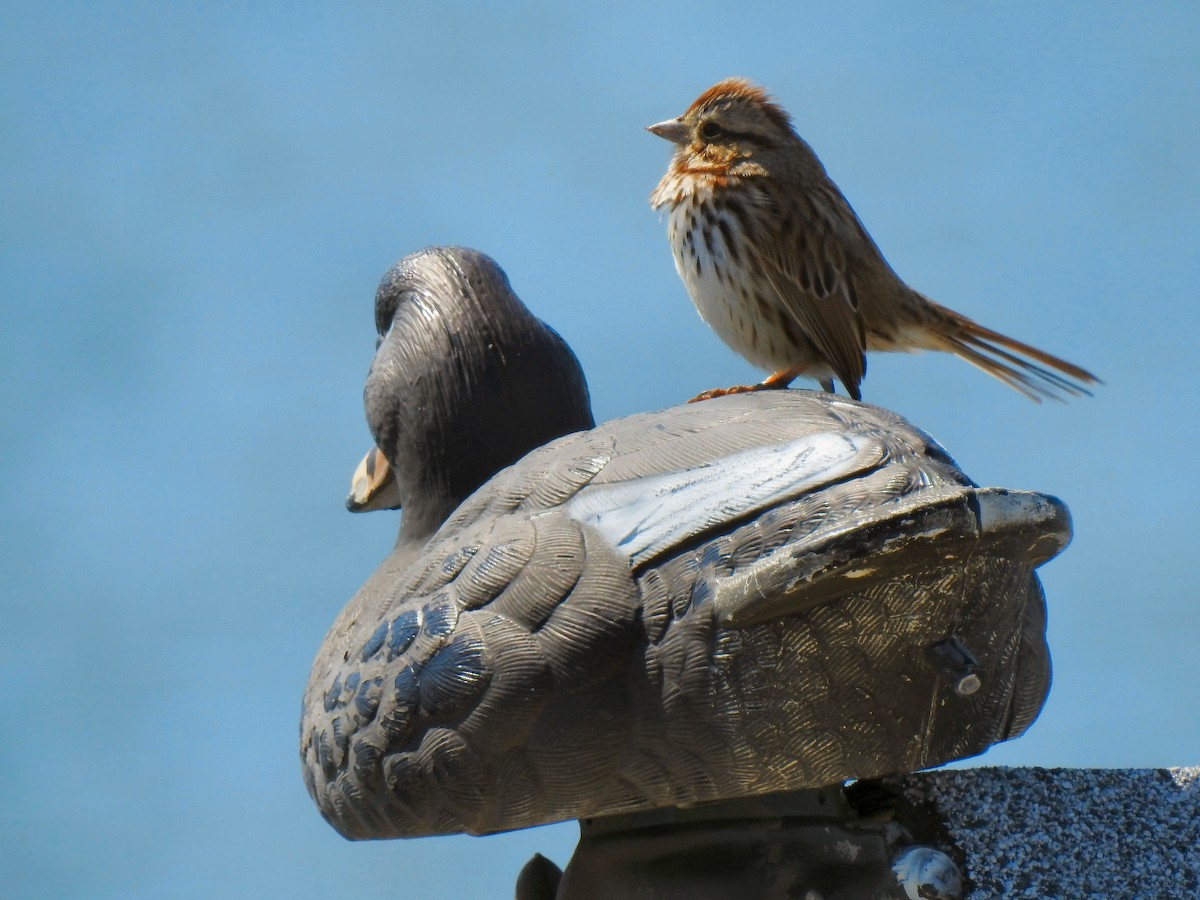 Song Sparrow - ML51833521