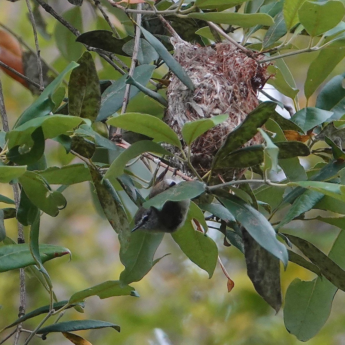 Brown Gerygone - ML518335431