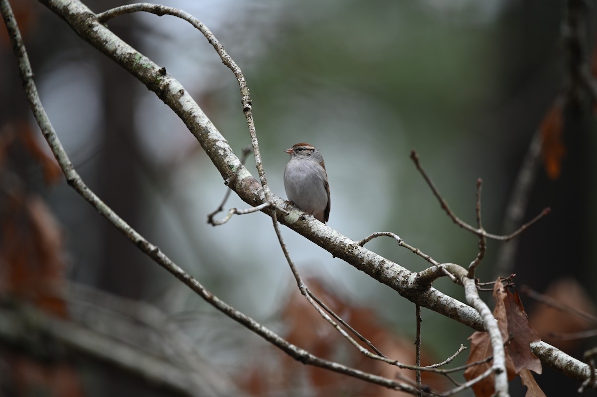 Chipping Sparrow - ML518335511