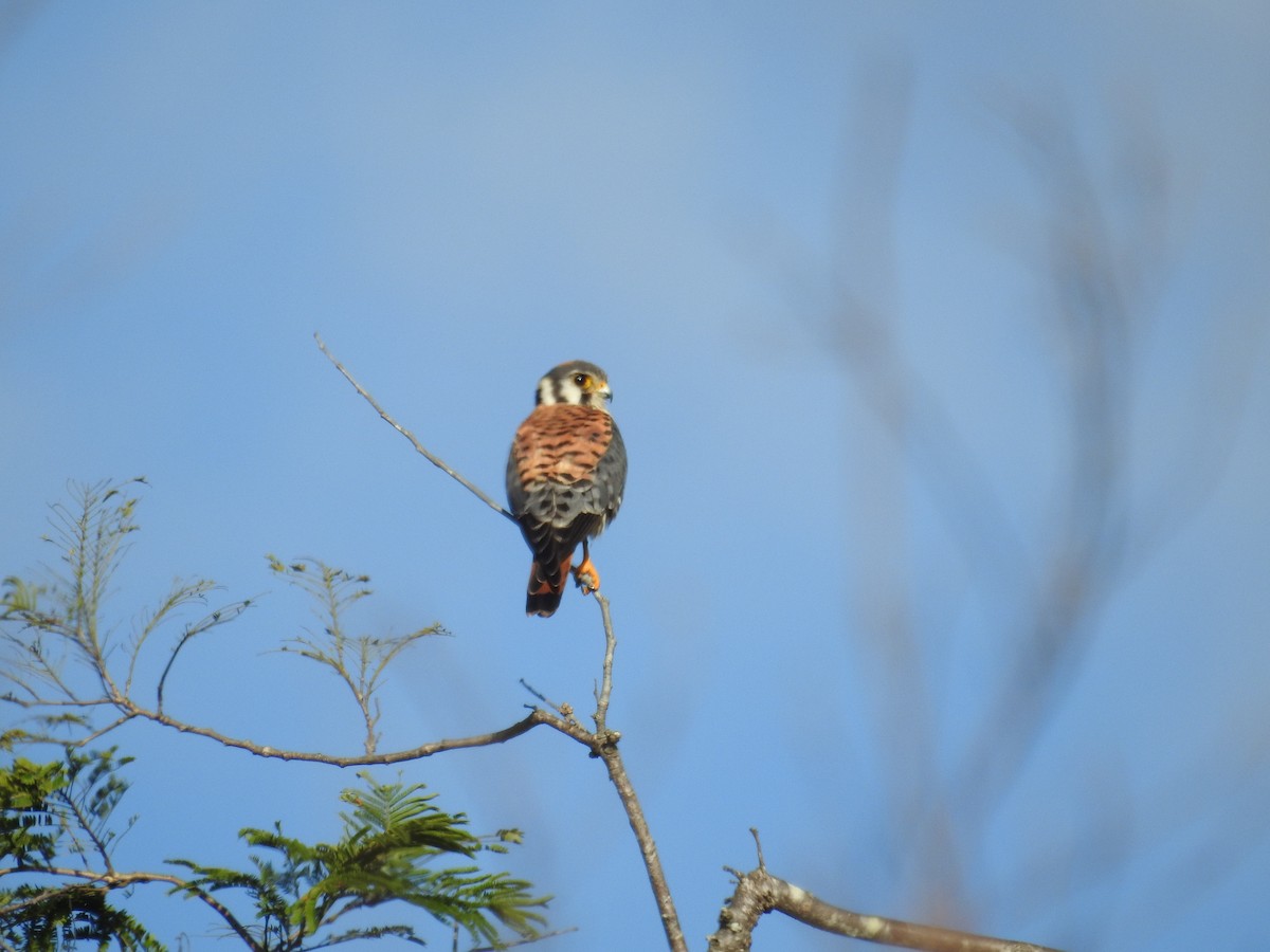 American Kestrel - ML518335601