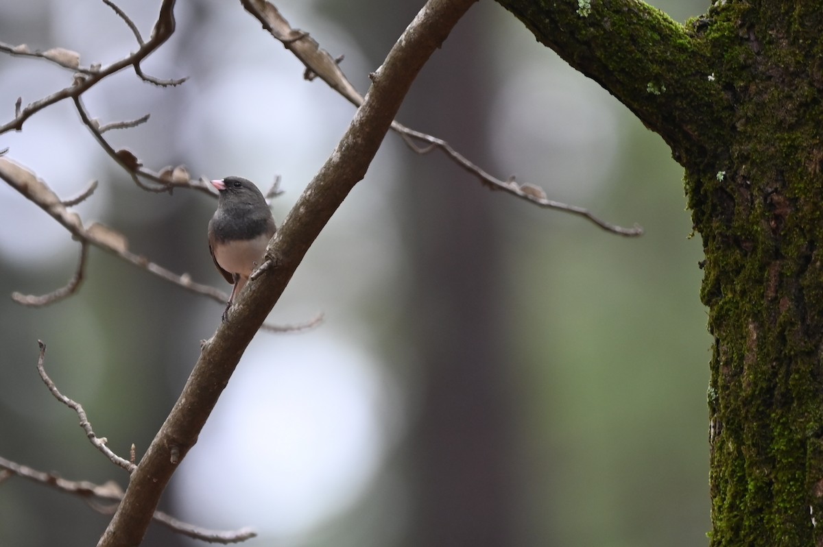 Dark-eyed Junco - ML518335651