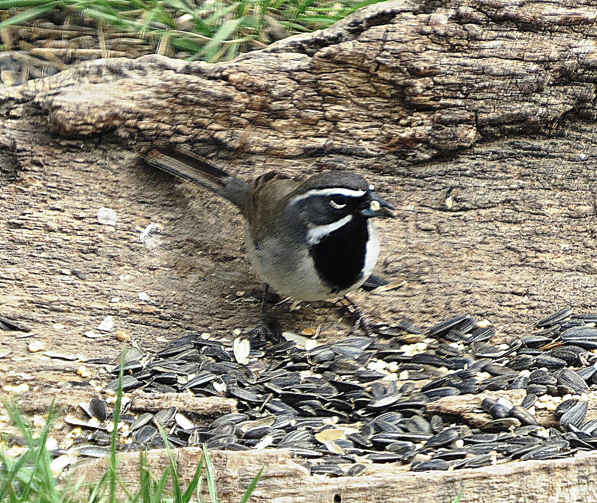 Black-throated Sparrow - ML51833571