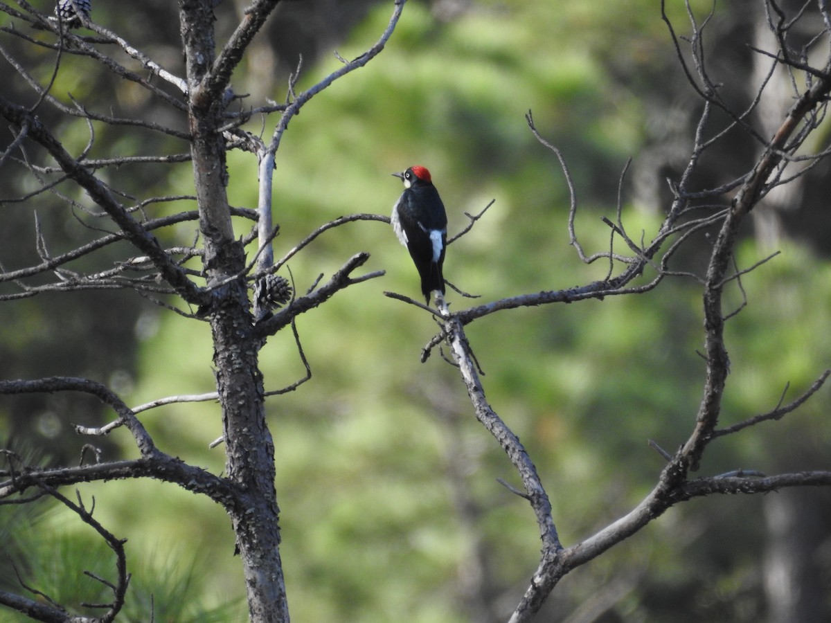 Acorn Woodpecker - ML518335871