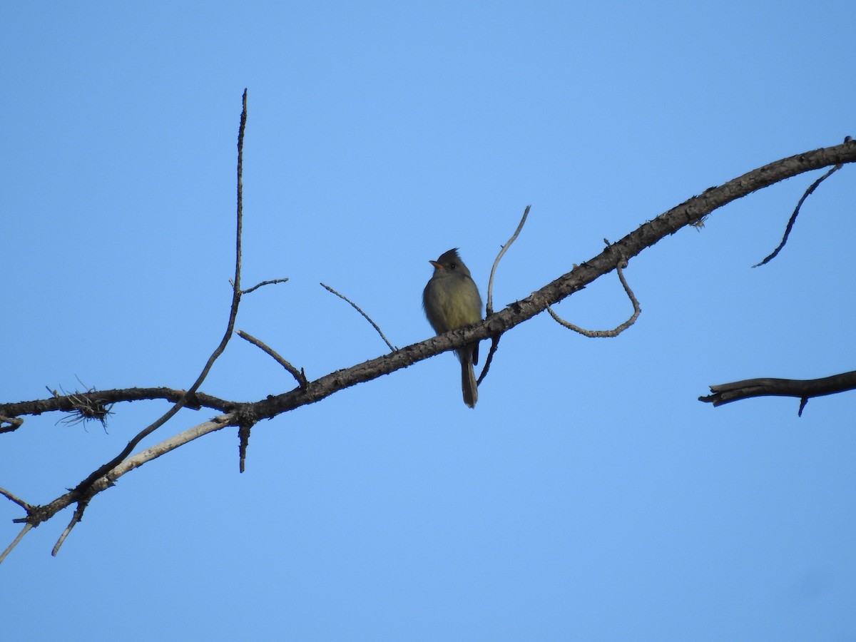 Greater Pewee - Leonardo Romero