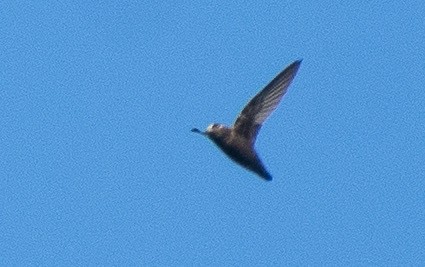 White-fronted Swift - Eric Raul Castro-Dean
