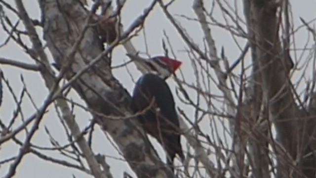Pileated Woodpecker - Hazem Alkhan