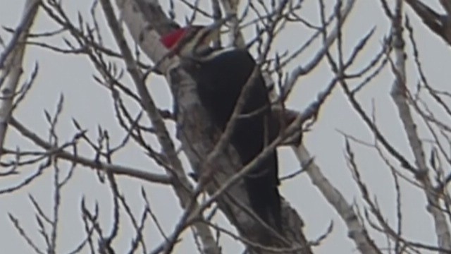 Pileated Woodpecker - ML518336541