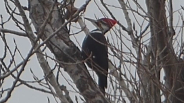 Pileated Woodpecker - ML518336551