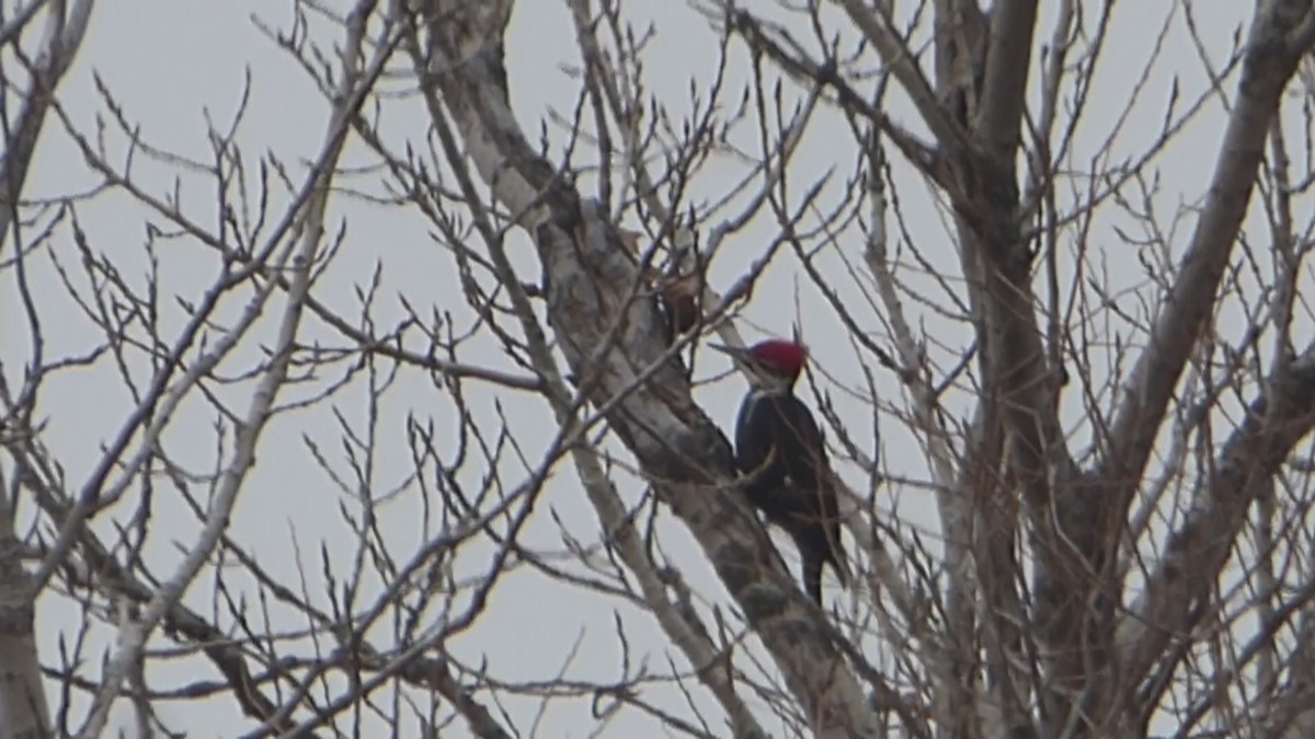 Pileated Woodpecker - ML518336561