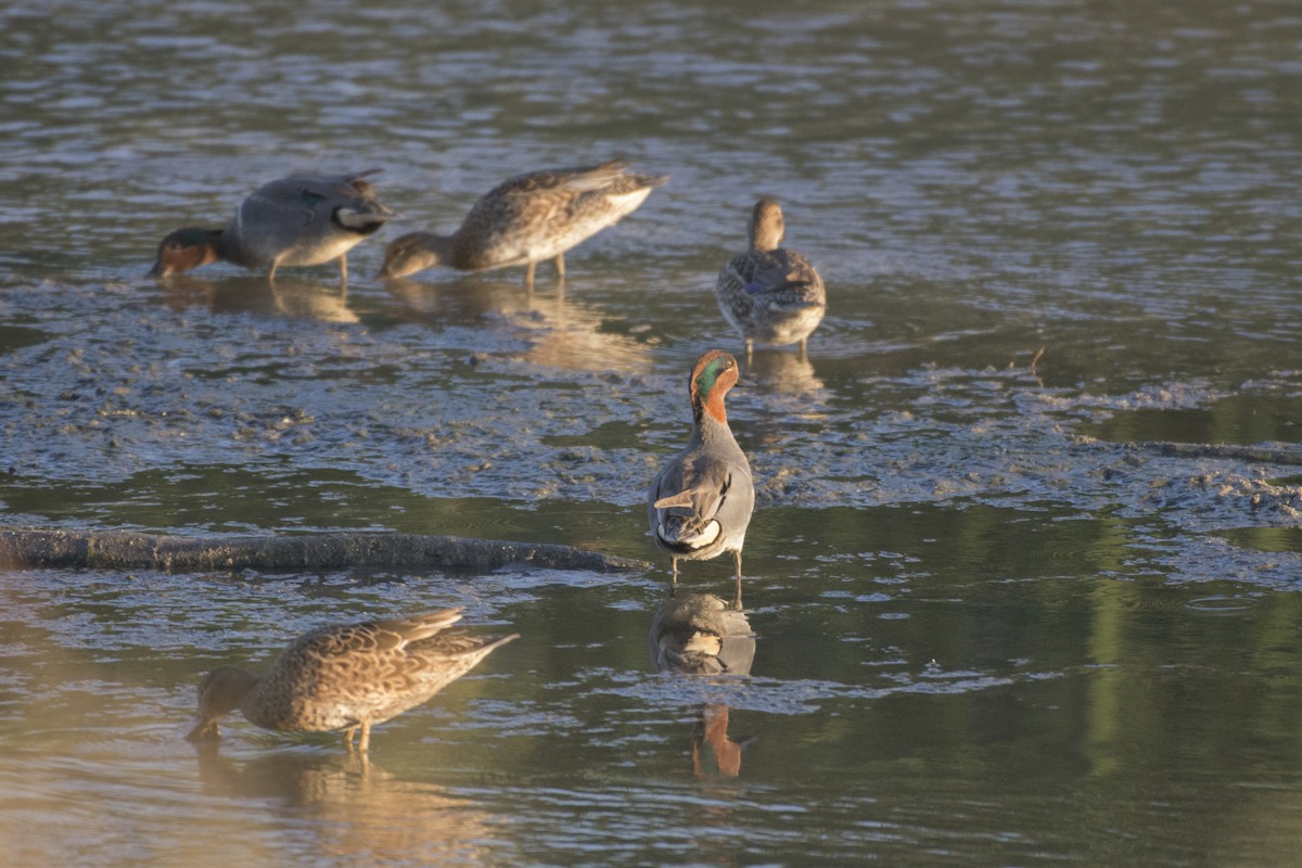 Green-winged Teal - Peter Sproule