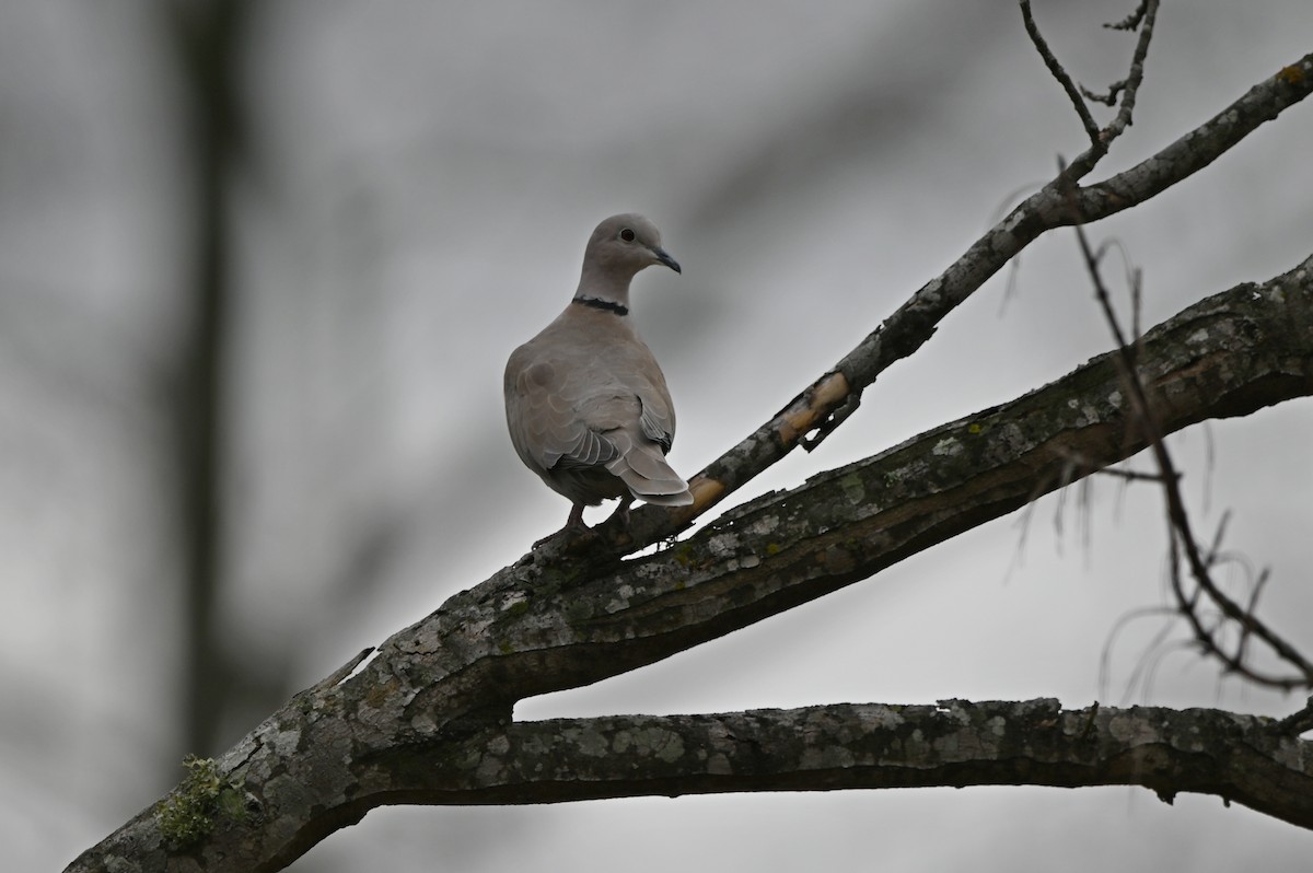 Eurasian Collared-Dove - ML518337341