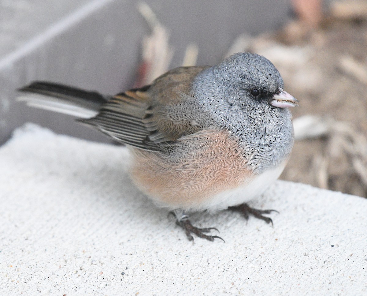 Dark-eyed Junco (Pink-sided) - ML518337431