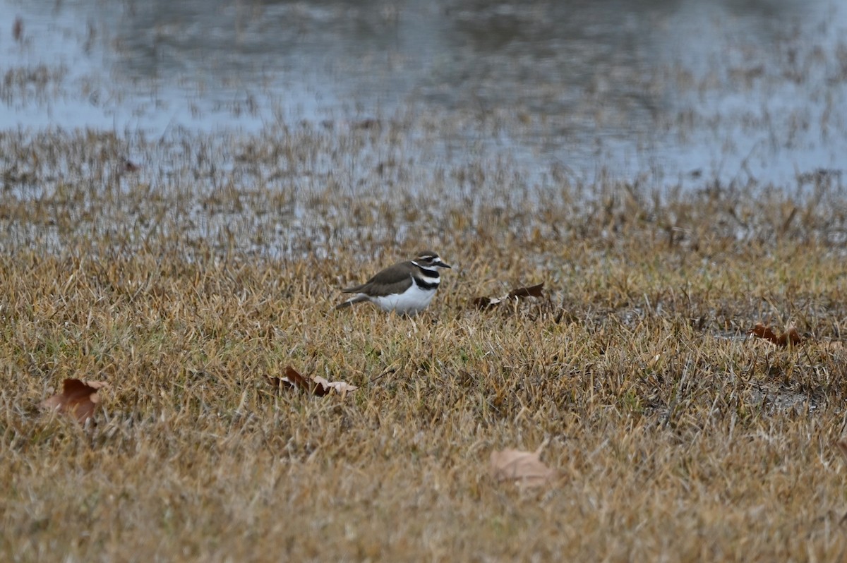 Killdeer - ML518337621