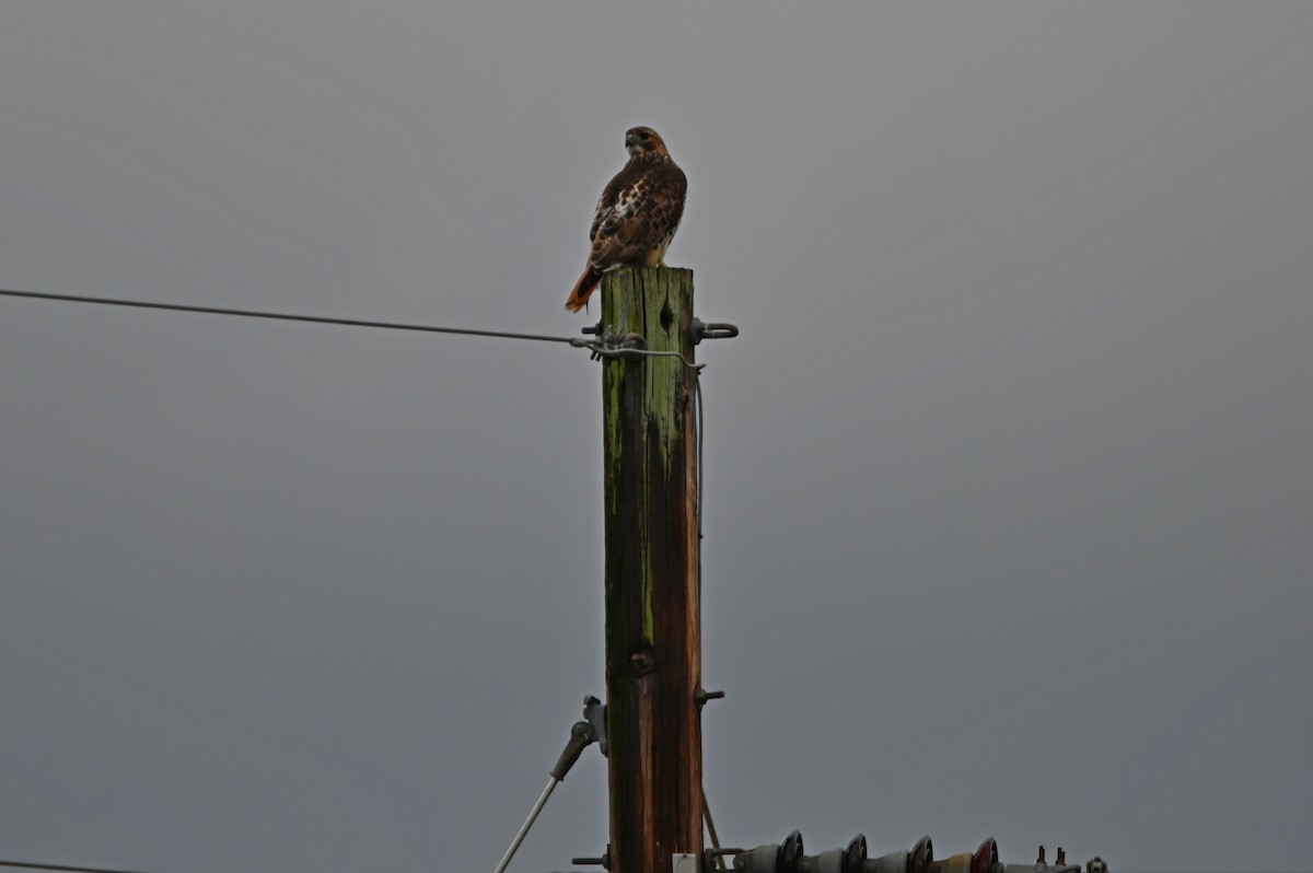 Red-tailed Hawk - ML518337691