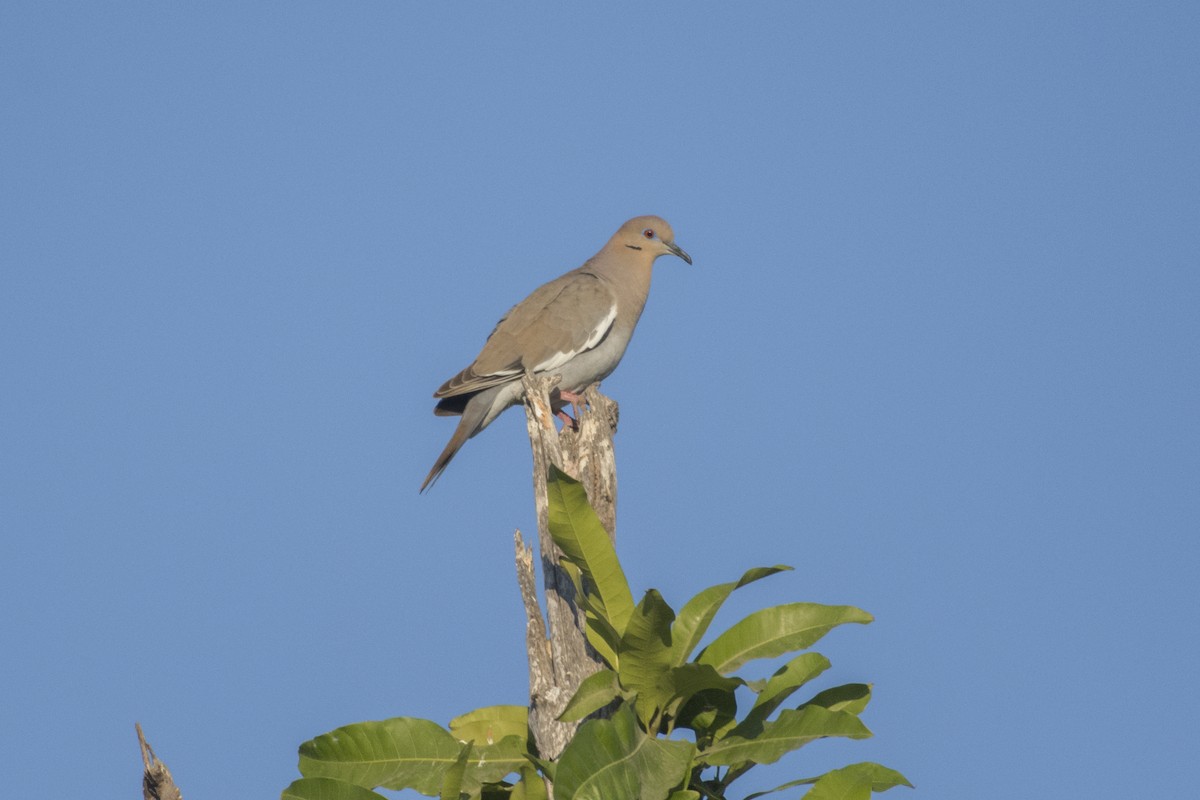 White-winged Dove - ML518337921