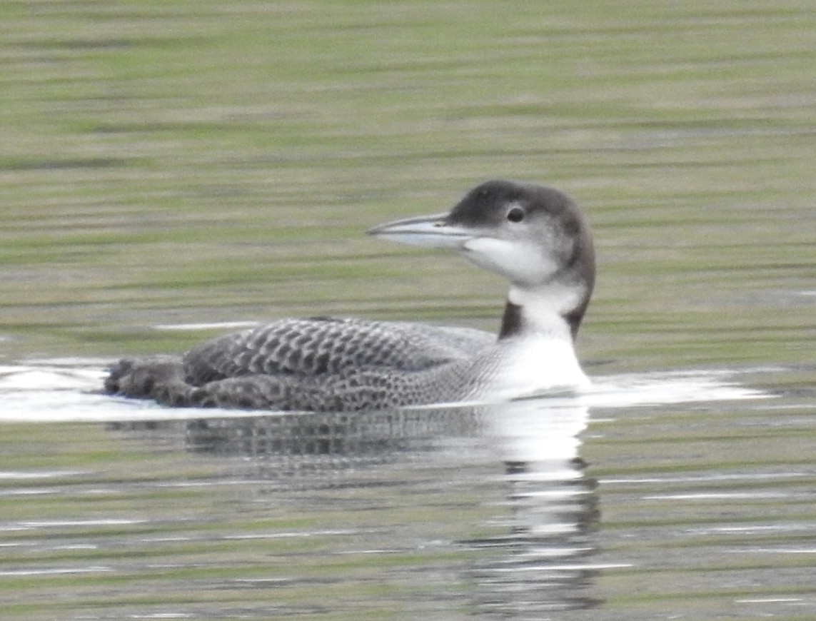 Common Loon - Mollie Bading