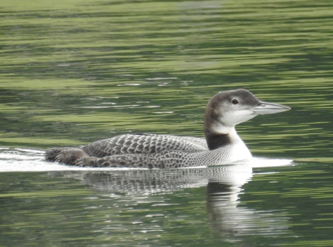 Plongeon huard - ML518338741