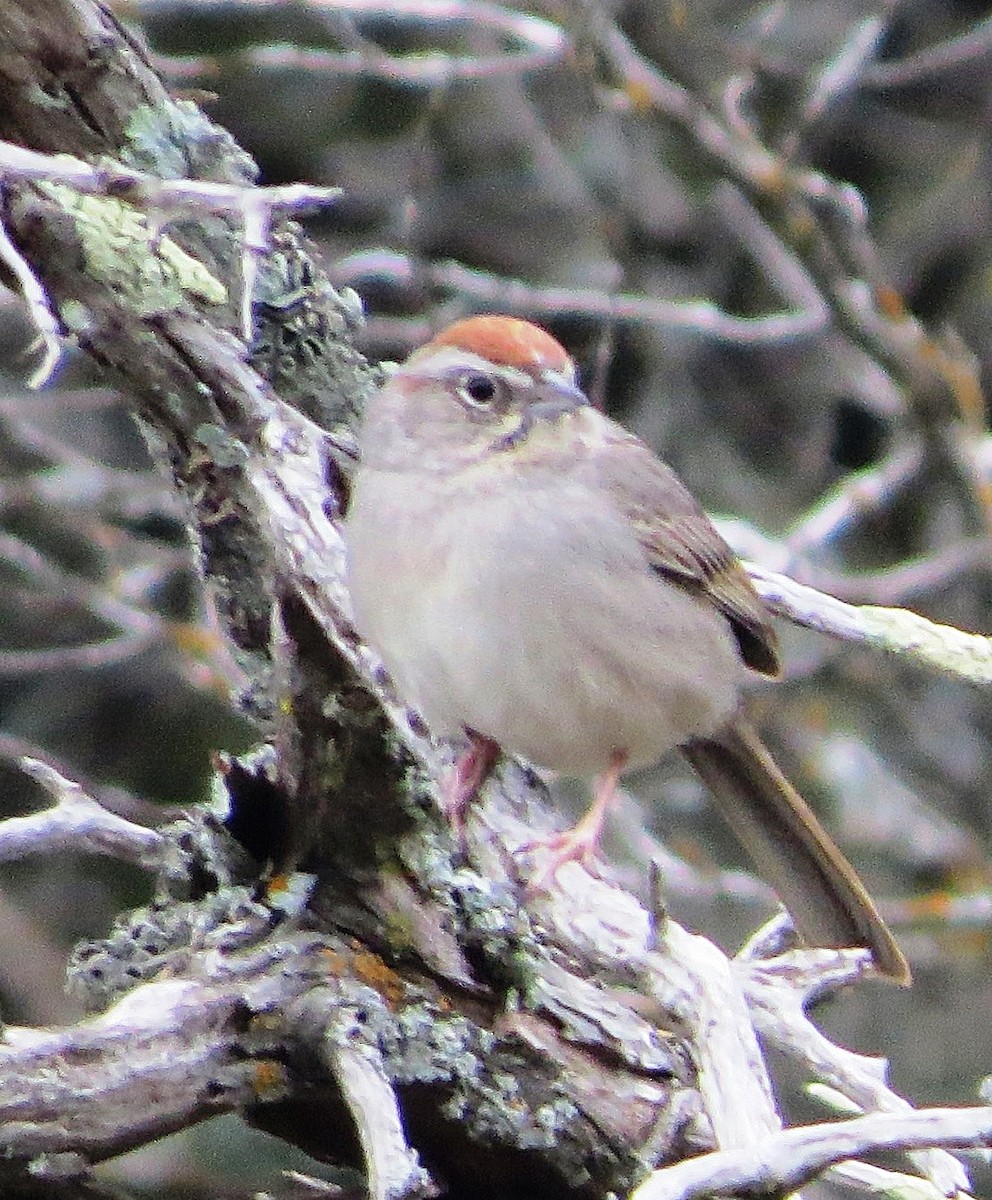 Rufous-crowned Sparrow - ML51833921