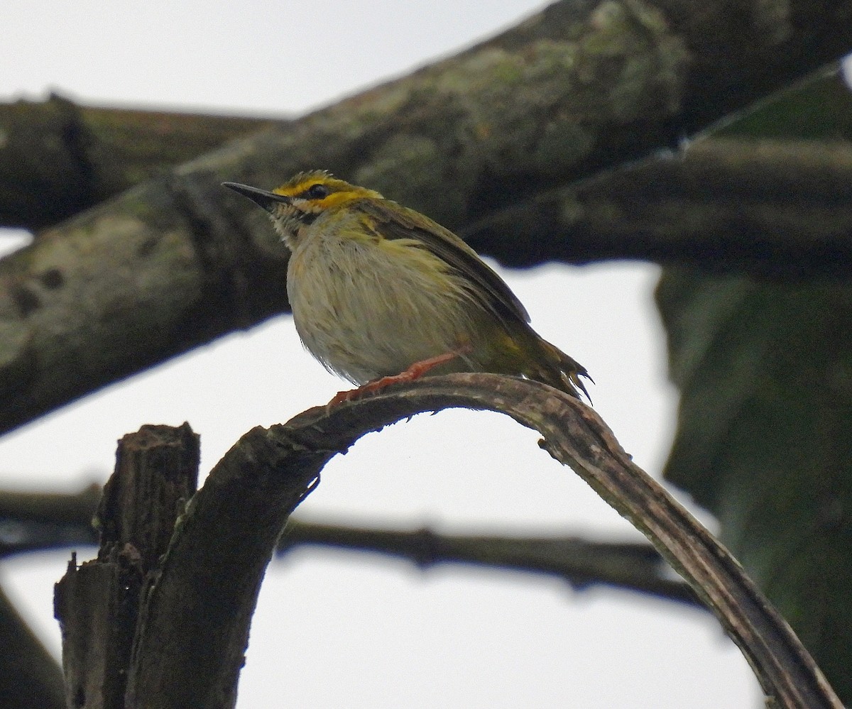 Yellow-browed Camaroptera - ML518340821