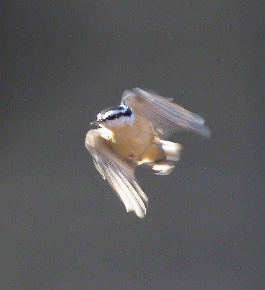 Red-breasted Nuthatch - ML518341191
