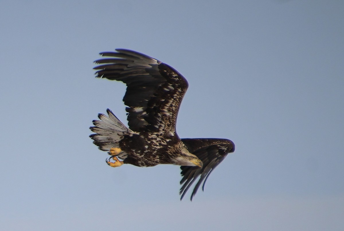 Bald Eagle - Elaine Cassidy