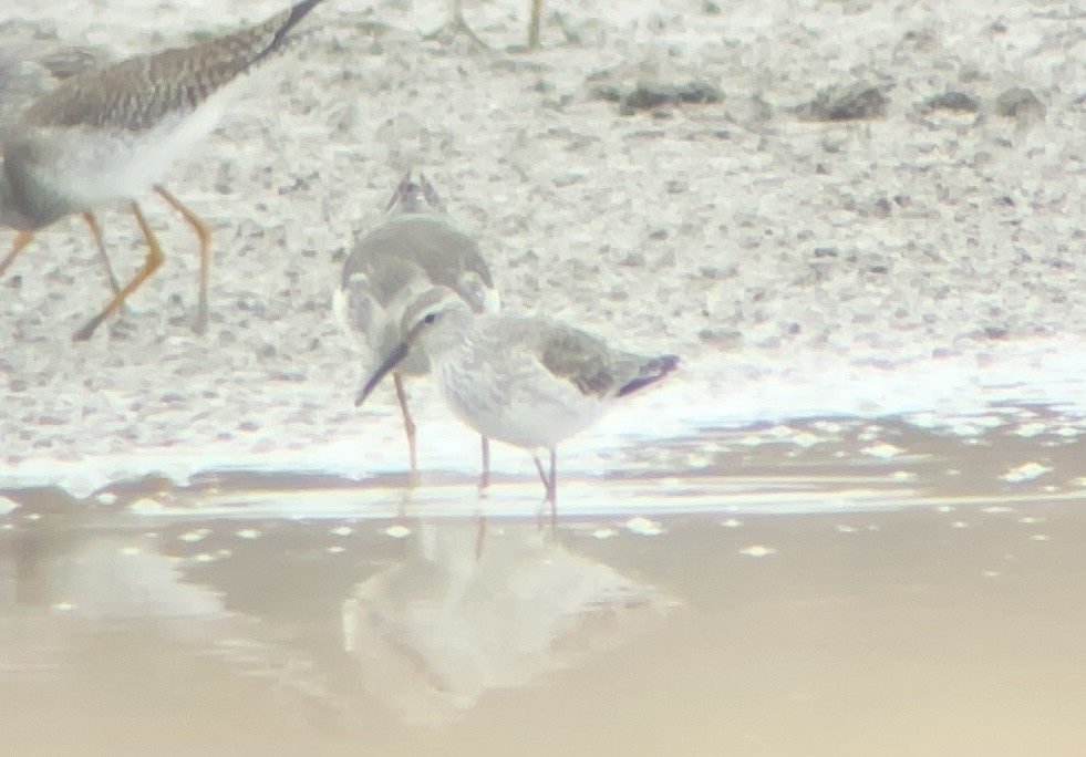 Stilt Sandpiper - ML518341501