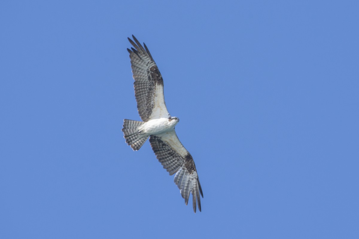 Osprey - ML518342041