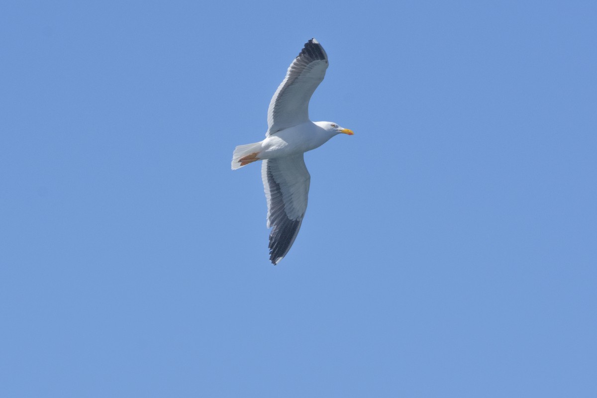 Yellow-footed Gull - ML518342111