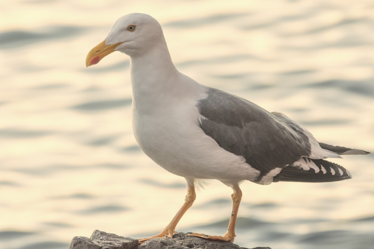 Yellow-footed Gull - ML518342341