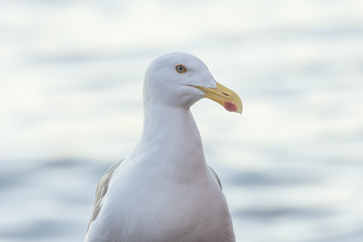 Yellow-footed Gull - ML518342351