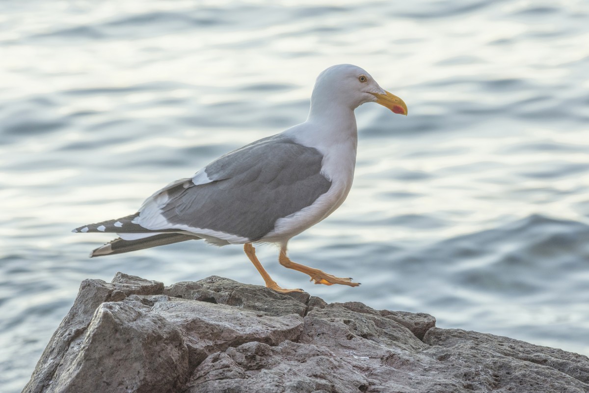 Yellow-footed Gull - ML518342361