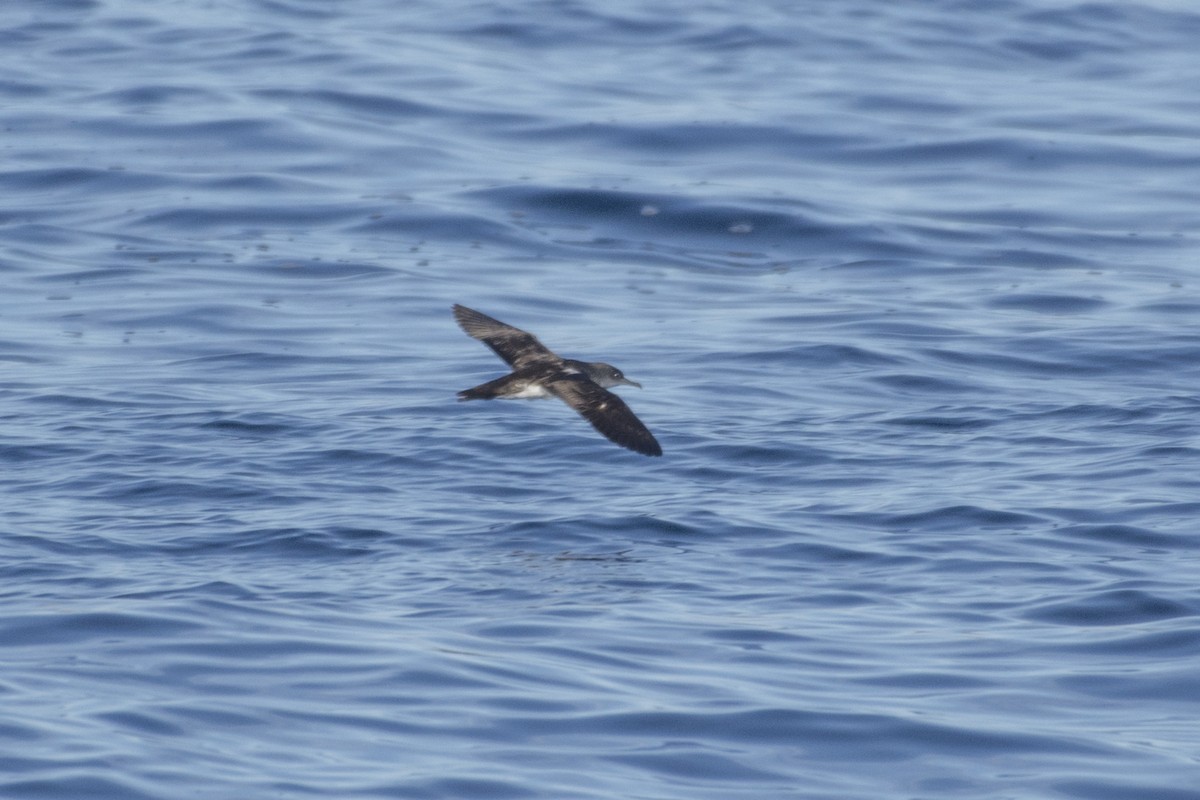 Black-vented Shearwater - Peter Sproule