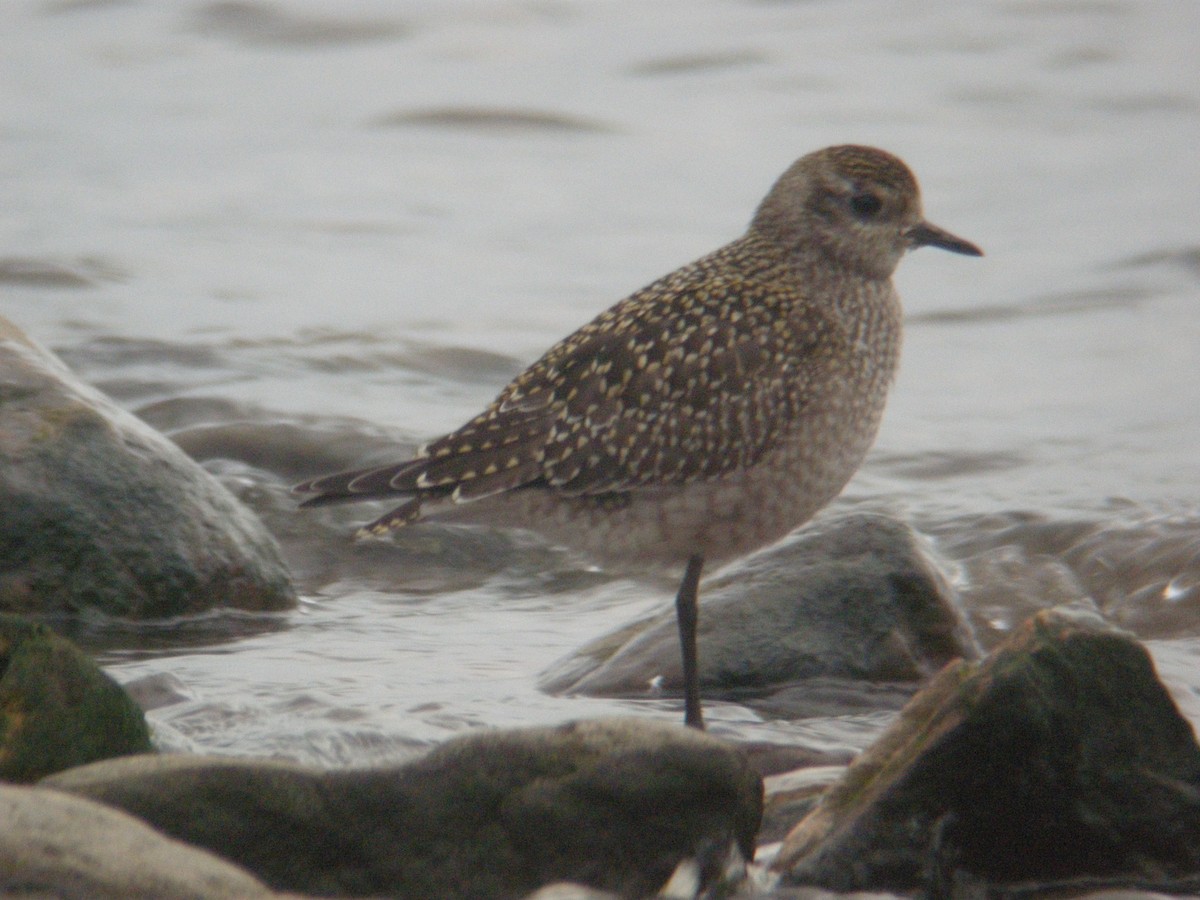 American Golden-Plover - ML518342831